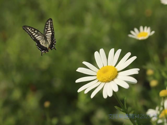 一句祝福语，一路生花下一句祝福语