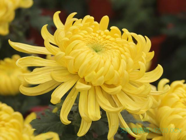 老人节短祝福语，老人节短祝福语怎么说