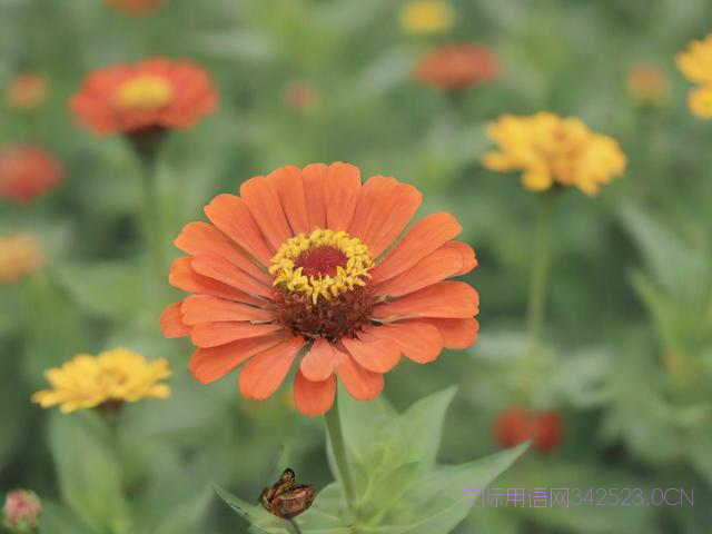 给年轻老师的祝福语，给年轻老师的祝福语简短