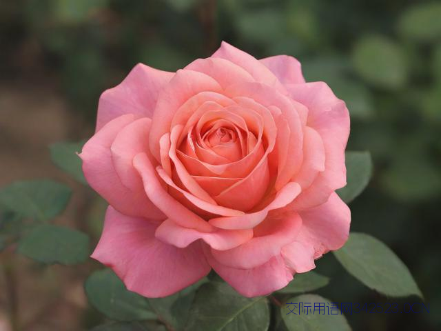 三八妇女节诗词祝福语，三八妇女节祝福的诗