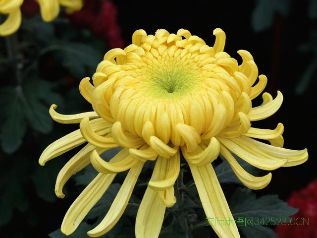 重阳祝福语，重阳祝福语句八个字