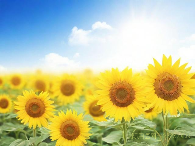 今日大暑节气祝福语，今日大暑节气祝福语怎么说